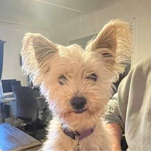 Meet your Posher, Brynn